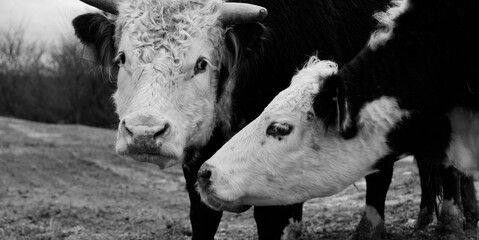Close up of Hereford bull and cow.