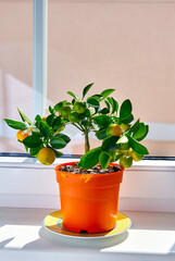 A fragrant orange citrina of the calamondin kind