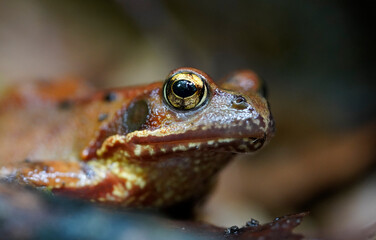 Laubfrosch Froschauge