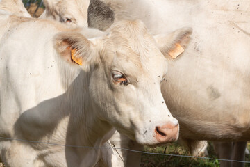 Charolaise cows in the field of a farm in Brittany