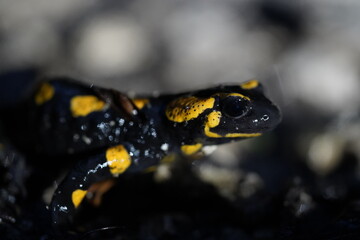 Salamander