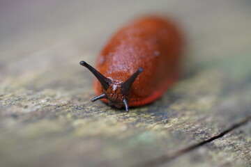 Nacktschnecke