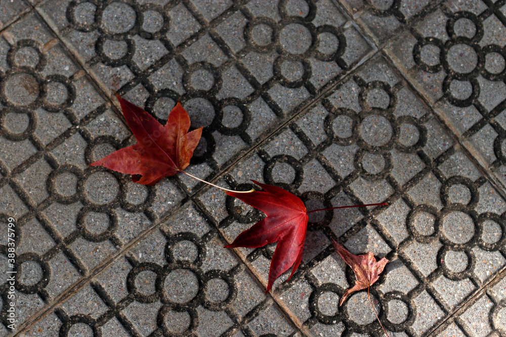 Wall mural ground full of autumn leaves