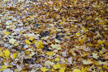 Beautiful yellow autumn leaves on the ground
