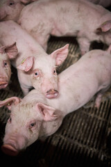 Young pigs in hog farms, Pig industry