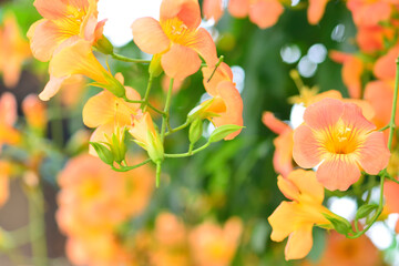 ノウゼンカズラ