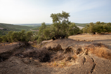 Olive Trees in Countryside Landscape
