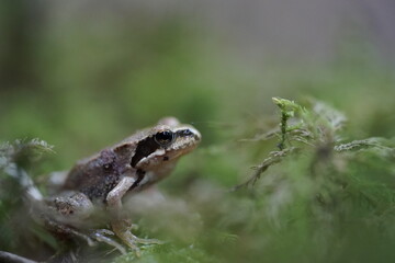 Laubfrosch Froschauge