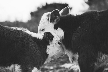 Cute Hereford calves playing close up, farm animal baby cows cuddle in black and white.