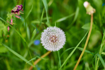 Taraxacum officinale, the common dandelion.