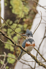 Belted Kingfisher bird perched on tree branch in woods in autumn