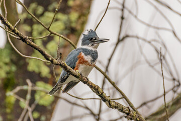 Belted Kingfisher bird perched on tree branch in woods in autumn