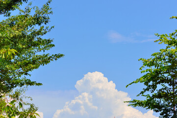 Obraz premium 木立と青空と入道雲
