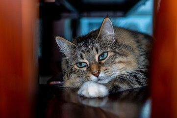 Beautiful Cat laying on Chairs under Table with Wide Open Eyes Looking Bothered