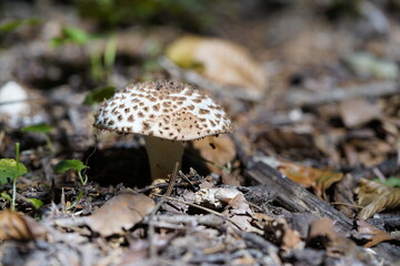 Pilz im Wald