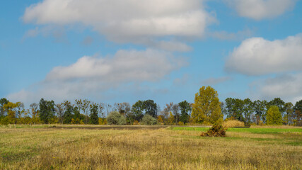 Autumn landscape tree with yellow fall leaves 