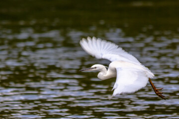 Little Egret on Harthill reservoir