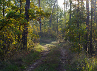 Path in autumn forest. Forest road