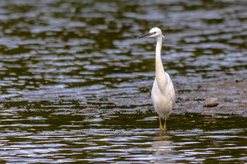 Little Egret on Harthill reservoir