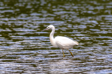 Little Egret on Harthill reservoir