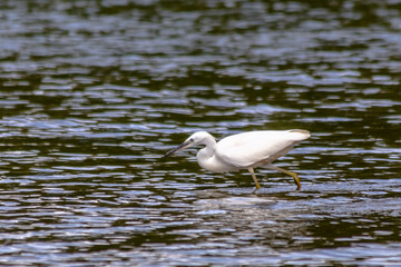 Little Egret on Harthill reservoir