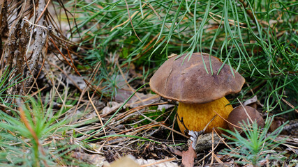 Mushroom in the fall rorest. Forest magic 