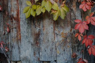 Naklejka na ściany i meble Creative layout made of old wooden texture with autumn leaves. Autumn leaves over wooden wall background with copy space. Outdoor natural autumn wallpaper with copy space.