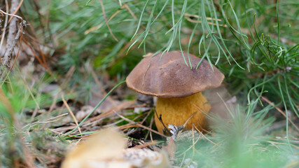 Mushroom in the fall rorest. Forest magic 