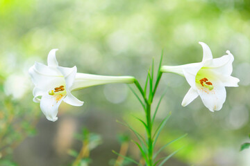 公園に咲く白いユリの花