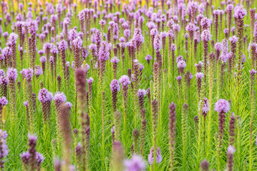 Naklejka premium Flowers field of blooming blazing stars or Liatris