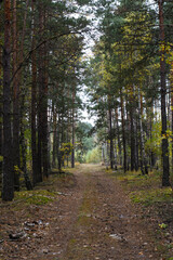 Fototapeta premium Path in autumn forest. Forest road