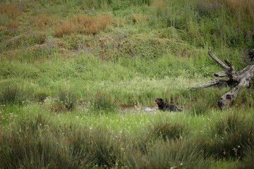 Wet rottweiler dog playing in puddle after winter rain
