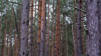 Fototapeta premium Autumn forest landscape with pines and birches 