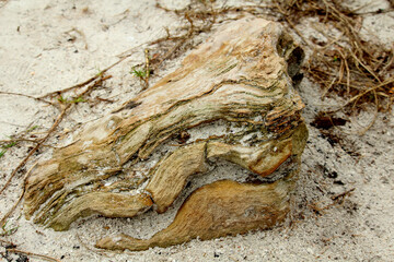 Layers of rock on beach in the sand.