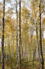 birch forest in autumn