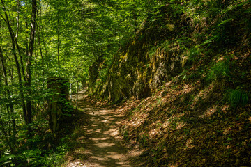 Hiking path through  deep green forest in Otscher Tormauer nature park in Lower Austria. 