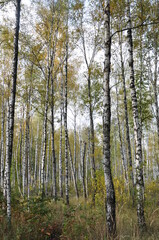 birch forest in the autumn