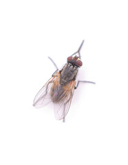 One big fly.