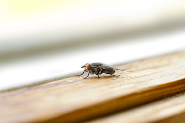 Macro portrait of adorable housefly