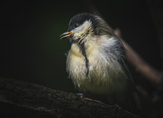 Junge Kohlmeise in der Dämmerung