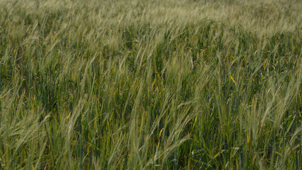 green wheat field