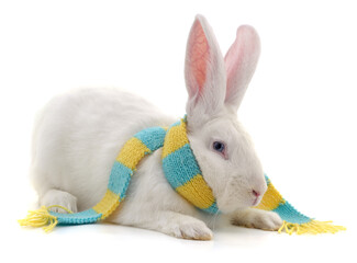 White rabbit in scarf.