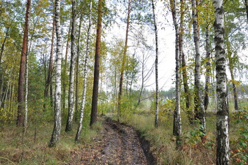 path in the birch forest