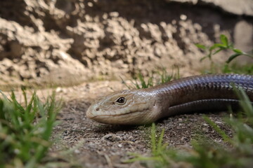snake or lizard.
Burton's legless lizard: Lialis burtonis
its characteristics: possessing eyelids & possessing external ear openings
close up of legless lizard
closeup reptile
animals, animal wildlife