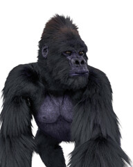 gorilla in idle pose close up