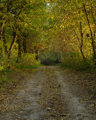 Path in autumn forest. Forest road