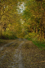 Obraz premium Path in autumn forest. Forest road