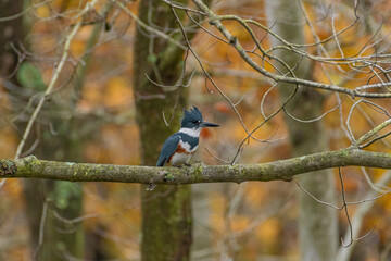 Belted Kingfisher bird perched on tree branch in woods in autumn