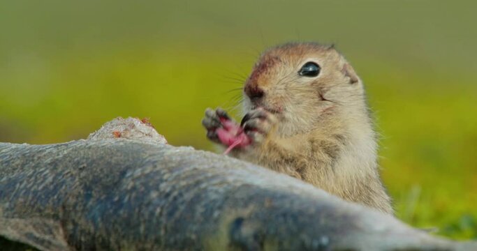 Arctic ground squirrel feeding on dead fish, Alaska, USA