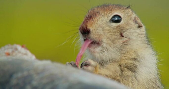 Arctic ground squirrel feeding on dead fish, Alaska, USA